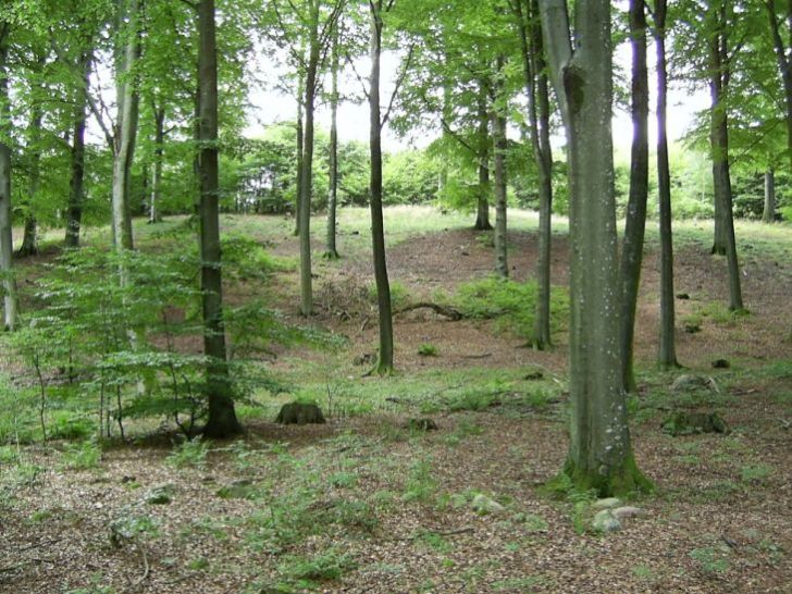 A forest view from the Skudesvägen