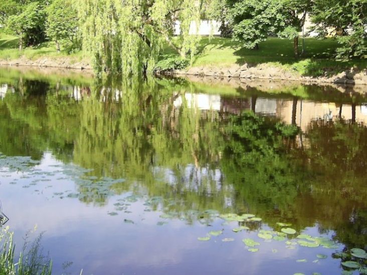 The water lilies