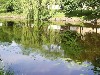 Water lilies in the river Rönne å